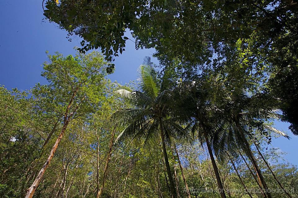 DOMINICA - Interno dell isola.jpg